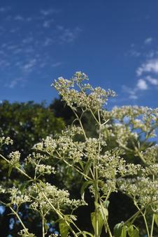 秋の花：オトコエシ5の写真