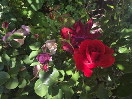 東京 薔薇 東京 薔薇の写真