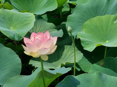 lotus, JPG lotus, JPG