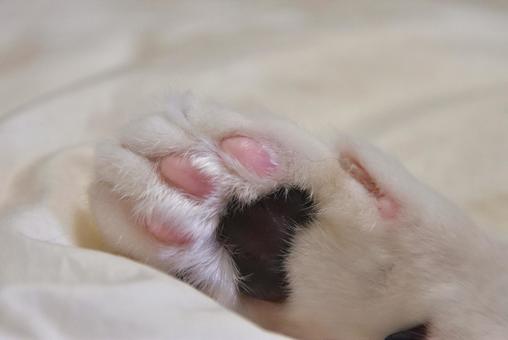 飼い猫の肉球 飼い猫の肉球の写真