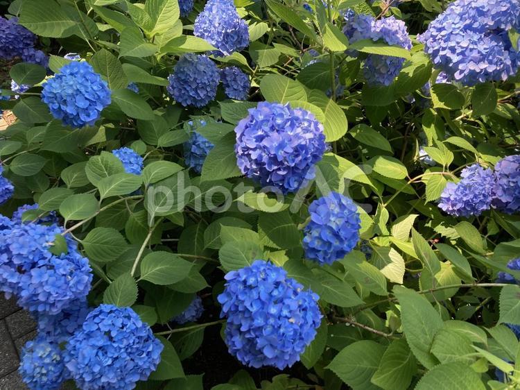 晴れの日のあじさい 紫陽花,あじさい,梅雨の写真素材
