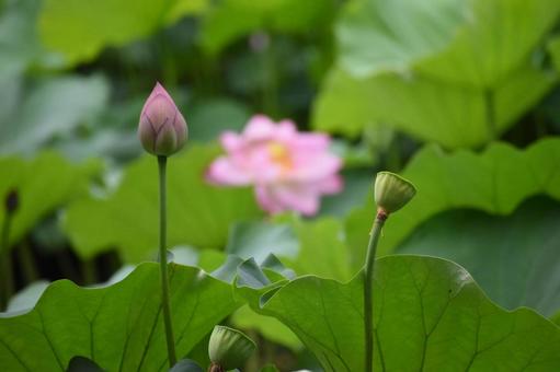 Oga lotus in the lotus field in Nozuta-cho, Machida City, just after the summer heat, JPG