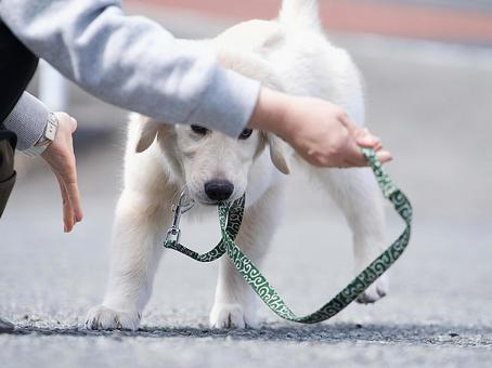 ヤンチャなゴールデンの仔犬 ヤンチャなゴールデンの仔犬 犬,ゴールデンレトリバー,dogの写真素材