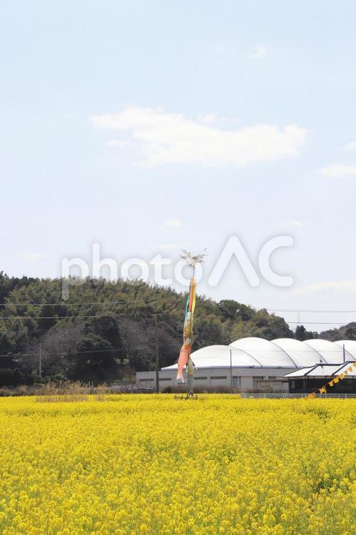 福岡県古賀市の筵内菜の花公園 福岡県,古賀市,むしろうちの写真素材