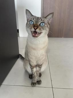 A cat that responds by sitting, JPG A cat that responds by sitting, JPG
