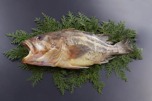 シマゾイ シマゾイ シマゾイ,しまぞい,生魚の写真素材