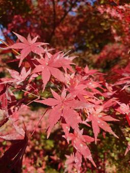 京都 紅葉 京都 紅葉の写真
