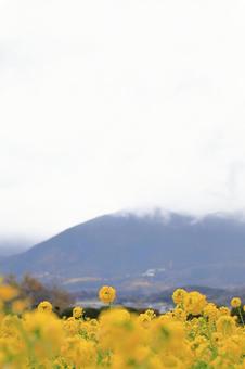 菜の花畑 菜の花畑の写真
