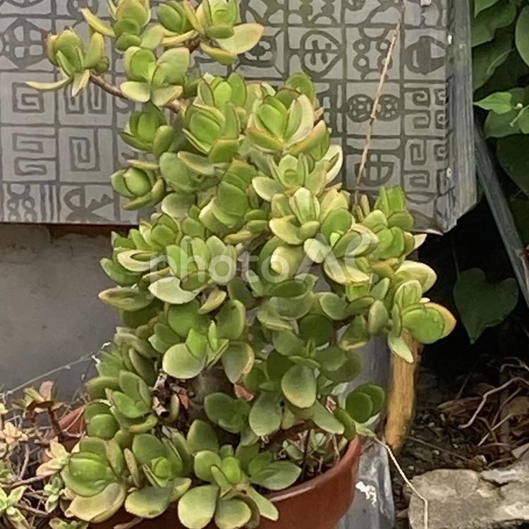 庭のフチベニベンケイ フチベニベンケイ,鉢,鉢植えの写真素材