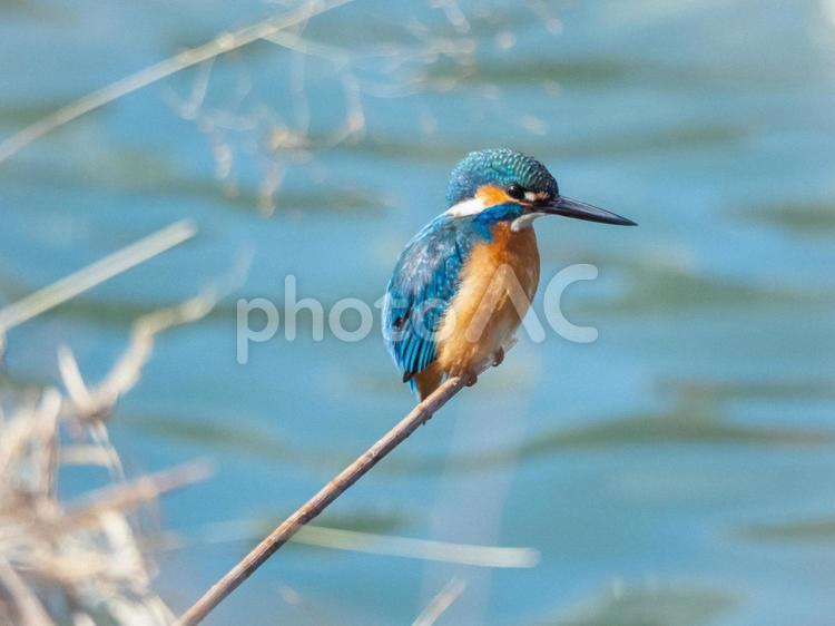 野鳥撮影　カワセミ カワセミ,野鳥,野鳥撮影の写真素材