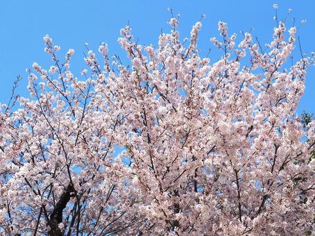 満開の桜と青空 春 日本 自然 風景 満開の桜と青空 春 日本 自然 風景の写真