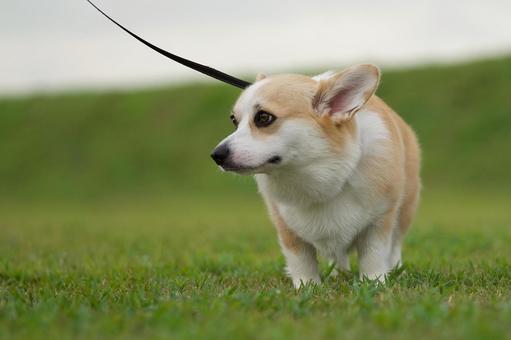 芝生の中のコーギー 犬,コーギー,ウェルシュコーギーの写真素材