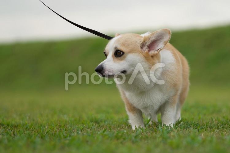 芝生の中のウェルシュコーギー 犬,コーギー,ウェルシュコーギーの写真素材