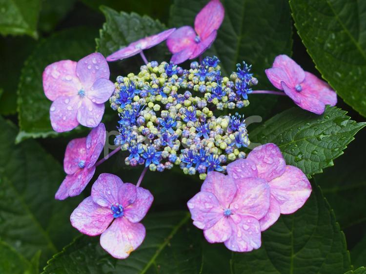 サファイヤのような花を咲かせるアジサイ アジサイ,梅雨,青の写真素材