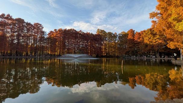 埼玉県さいたま市　浦和別所沼公園　紅葉2 浦和別所沼公園,公園,埼玉県の写真素材