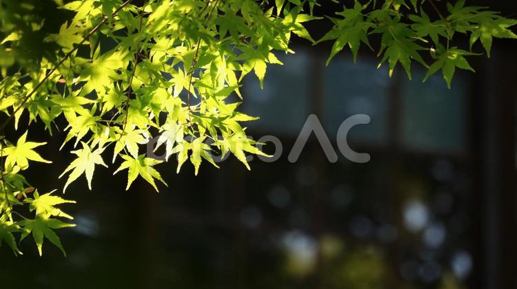 ネイチャーデザイン、モミジ ecology,garden,シルエットの写真素材
