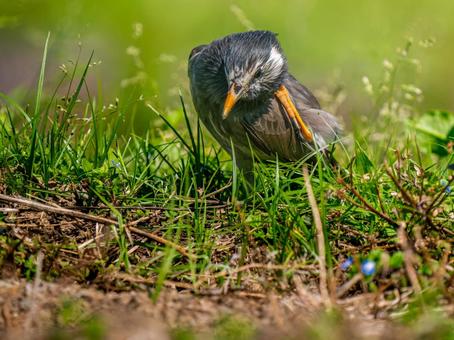 地面を歩くムクドリ 地面を歩くムクドリの写真