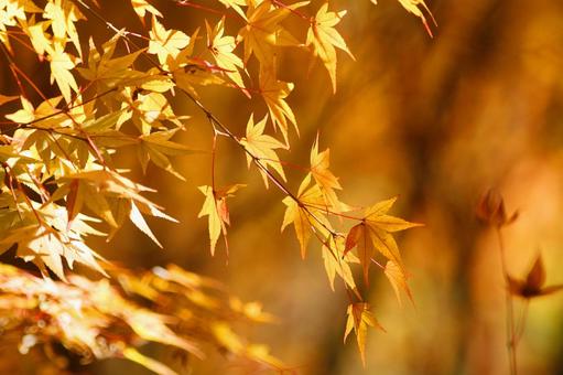 紅葉-109 もみじ,秋,背景の写真素材