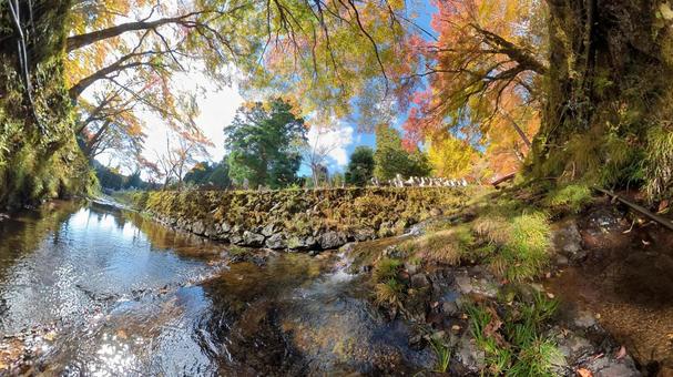 紅葉・黄色・オレンジ 紅葉・黄色・オレンジの写真