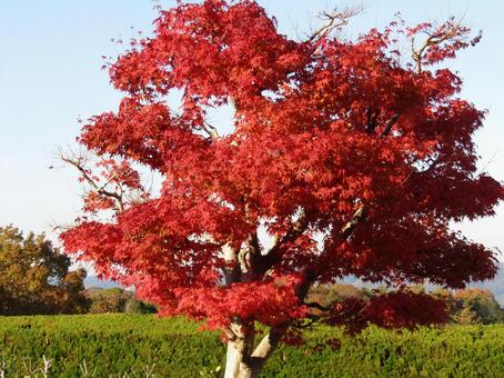 かえで 赤,風景,木の写真素材
