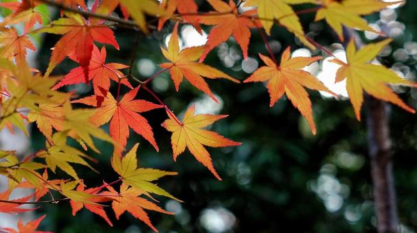 紅葉-1351 紅葉,モミジ,赤の写真素材