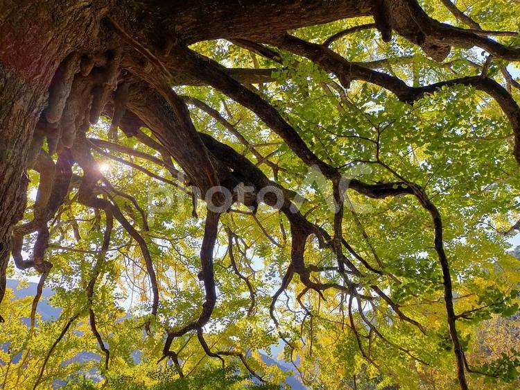 木漏れ日 木漏れ日,大木,秋の写真素材