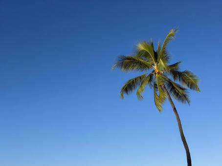 ハワイの青空とヤシの木 ハワイ,マウイ島,アメリカの写真素材