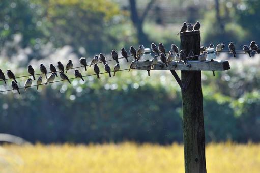 田んぼを眺めるスズメたち スズメ,雀,稲の写真素材