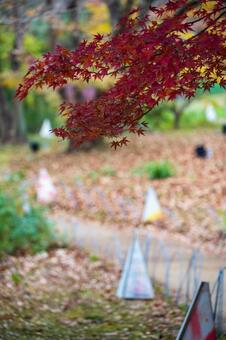 公園の通路脇から見上げる朱色の紅葉 屋外,枝,かえでの葉の写真素材