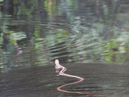 蛇行して泳ぐシマヘビ 蛇行して泳ぐシマヘビの写真