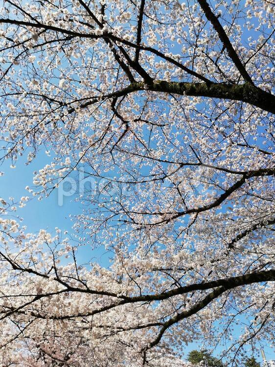 さくらと青空 木,季節,公園の写真素材