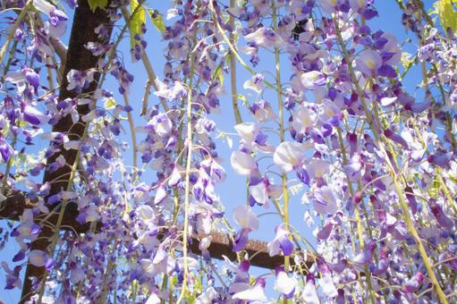 青空と藤の花 青空と藤の花の写真