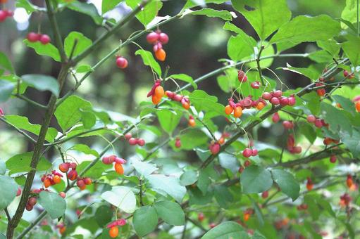 秋の山野草　ヒヨドリショウゴ 野草,雑草,緑の写真素材
