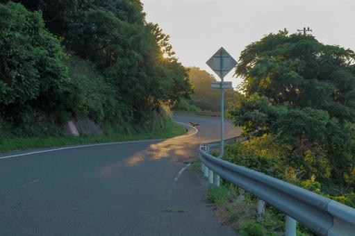 曲がりくねった道路に降り立つ野鳥 曲がりくねった道路に降り立つ野鳥の写真