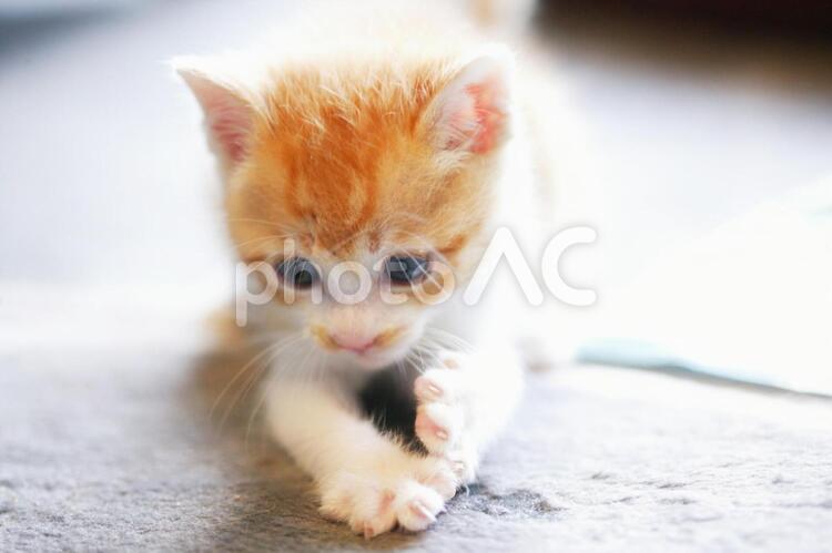何かを見つけた子猫 子猫,猫,ねこの写真素材