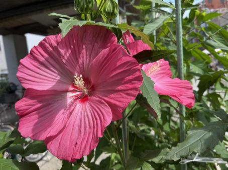 アメリカフヨウ 芙蓉,アメリカフヨウ,花の写真素材