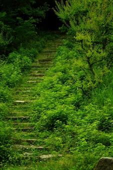 階段 新緑の階段 緑の景色 階段 新緑の階段 緑の景色 階段,新緑の階段,緑の景色の写真素材