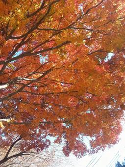紅葉 赤,黄色,紅葉の写真素材