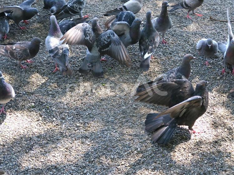 ハトの群れ ハト,群れ,鳥の写真素材