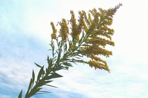 セイタカアワダチソウ セイタカアワダチソウ,代萩,花の写真素材