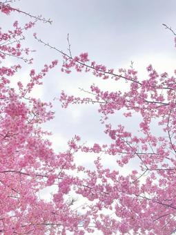 河津桜と空 河津桜と空の写真