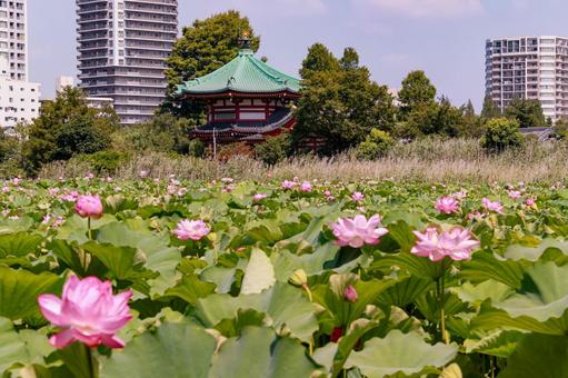蓮 蓮 蓮,不忍池,上野公園の写真素材