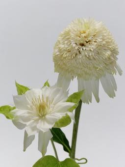 クレマチスとエキナセア 花,エキナセア,クレマチスの写真素材