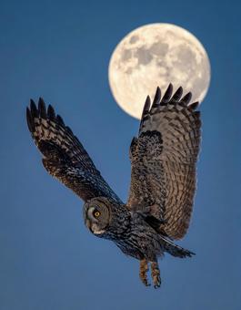 夜空を飛ぶフクロウと満月 夜空を飛ぶフクロウと満月の写真