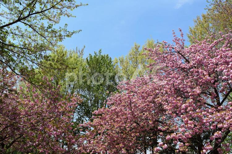 八重桜と新緑と青空 桜,八重桜,満開の写真素材
