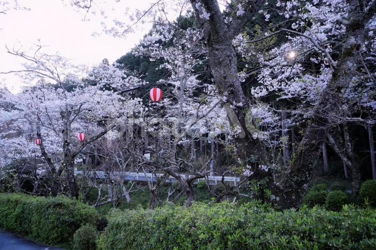 小國神社の桜 静岡県,小國神社,森町の写真素材