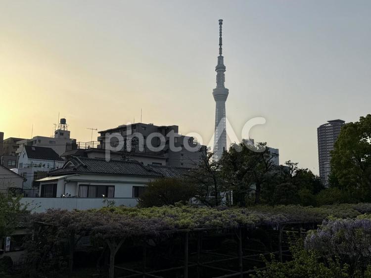 春の亀戸天神社　夕方　藤棚 木,夕日,夕方の写真素材