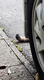 頭隠してしっぽ隠さずの秋なのにゃ編 ネコ,猫,ねこの写真素材