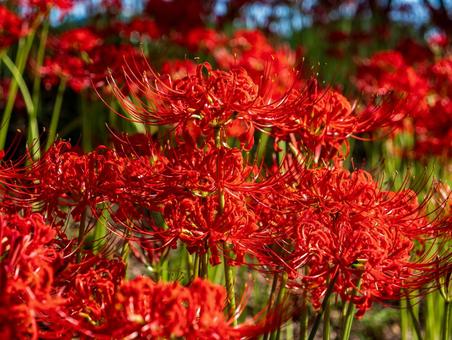 ヒガンバナ(曼殊沙華) ヒガンバナ(曼殊沙華)の写真