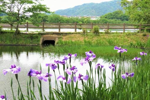 Photo, iris, higo flower shobu, artificial pool, 